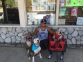 beagle_gal_11