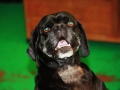pets_gal_5