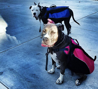 Penny Hates Backpacks