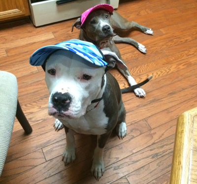 How do you make people less afraid of your “pit bull”? Accessorize them!