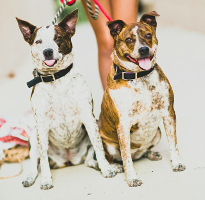 Sunny & Cher - Pets of the Month - July 2014